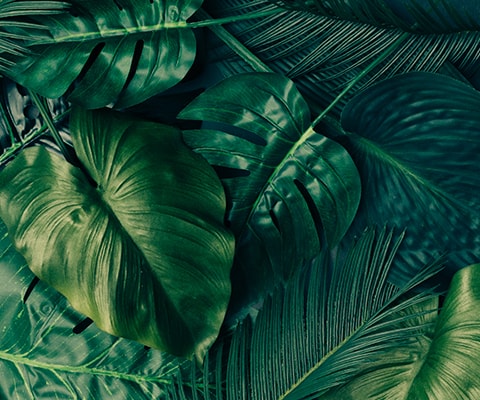Creative Tropical